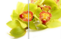 Желтые Орхидеи